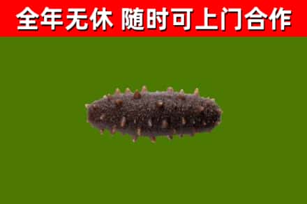 萍乡烟酒回收干海参.jpg